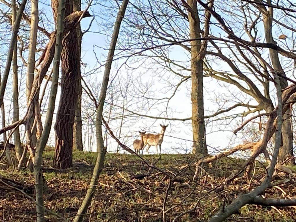 Overnachten In Zeeland Бур Хамстед Екстериор снимка